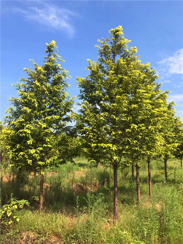 水杉和云杉有什么区别？水杉树的特点是什么？