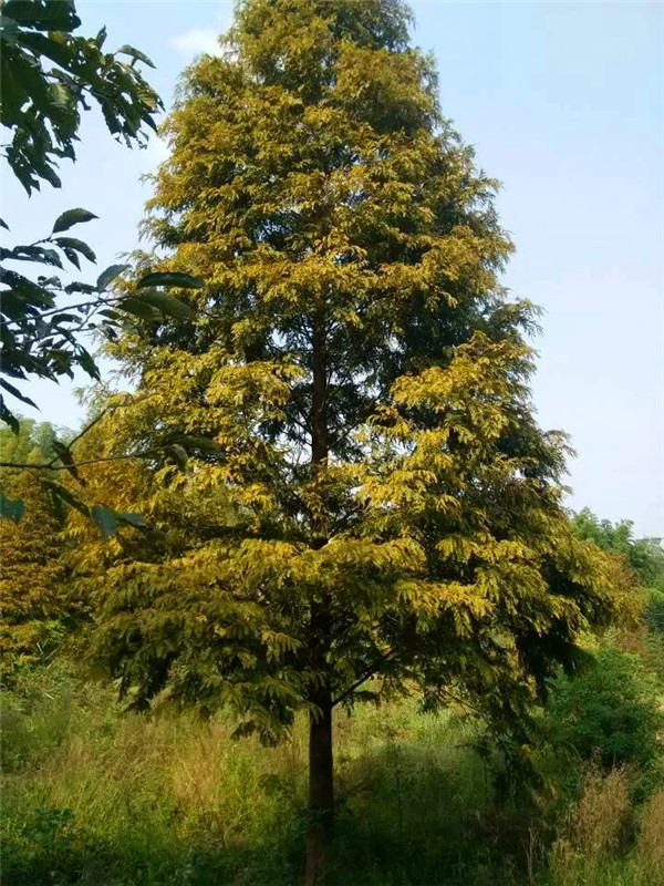 水杉在哪个季节生长？水杉如何养护？