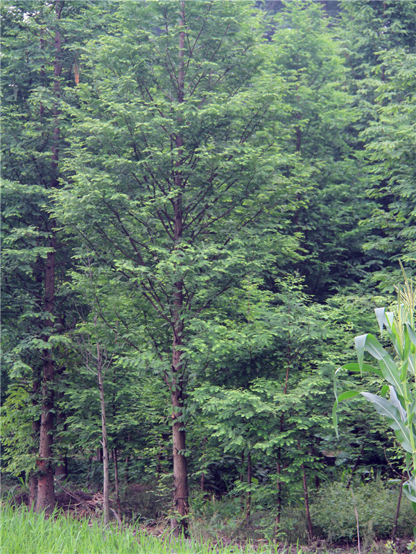 水杉盆景用什么盆栽？水杉什么季节发芽？