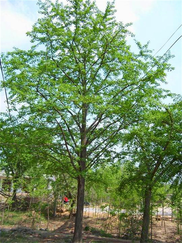 如何种植银杏树？银杏树怎么养？