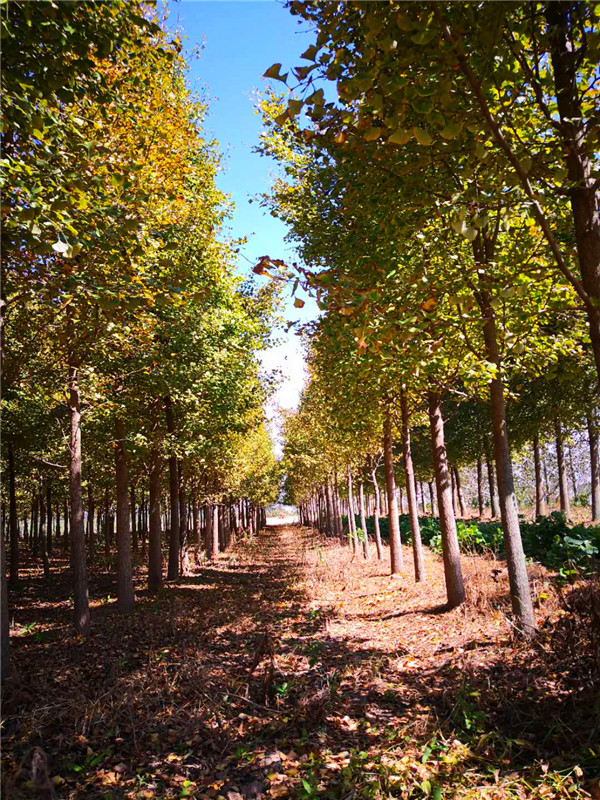 银杏树怎么繁殖？银杏树怎么嫁接？