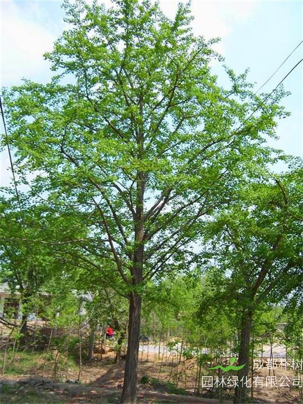 如何种植银杏树？银杏树怎么养？