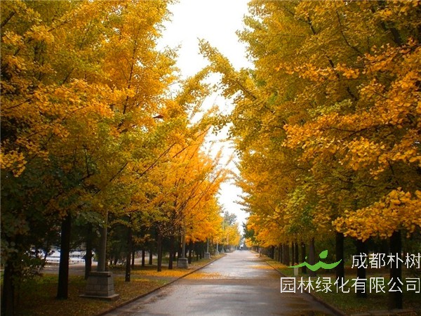 银杏叶为什么会变黄？银杏为什么是裸子植物？