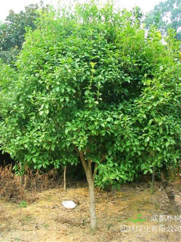 四季桂花如何养？四季桂花怎么种植方法？