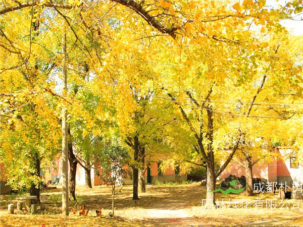 银杏树的特点是什么？