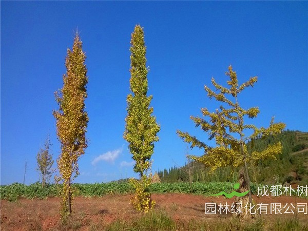 银杏树叶如何做茶叶？银杏树的作用有哪些？