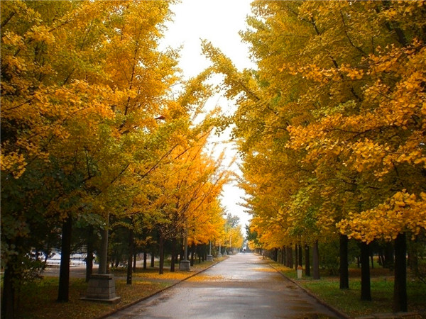 银杏叶为什么会变黄？银杏为什么是裸子植物？