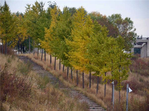银杏果如何食用？银杏中毒如何处理？