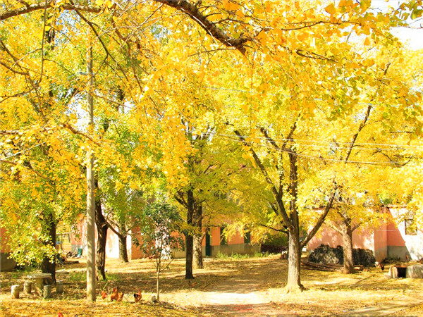 银杏树的特点是什么？