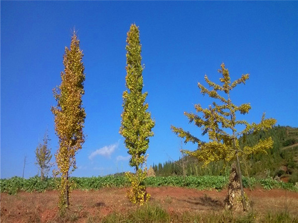 银杏树叶如何做茶叶？银杏树的作用有哪些？