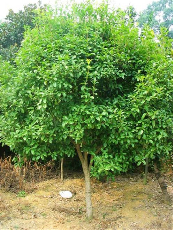 四季桂花如何养？四季桂花怎么种植方法？