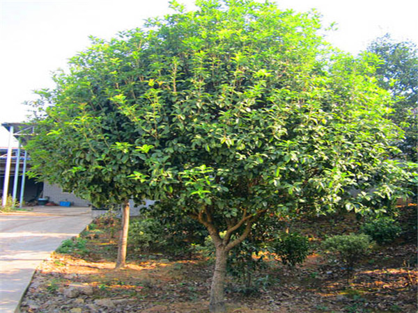 四季桂花里有什么品种？四季桂花都有什么颜色？