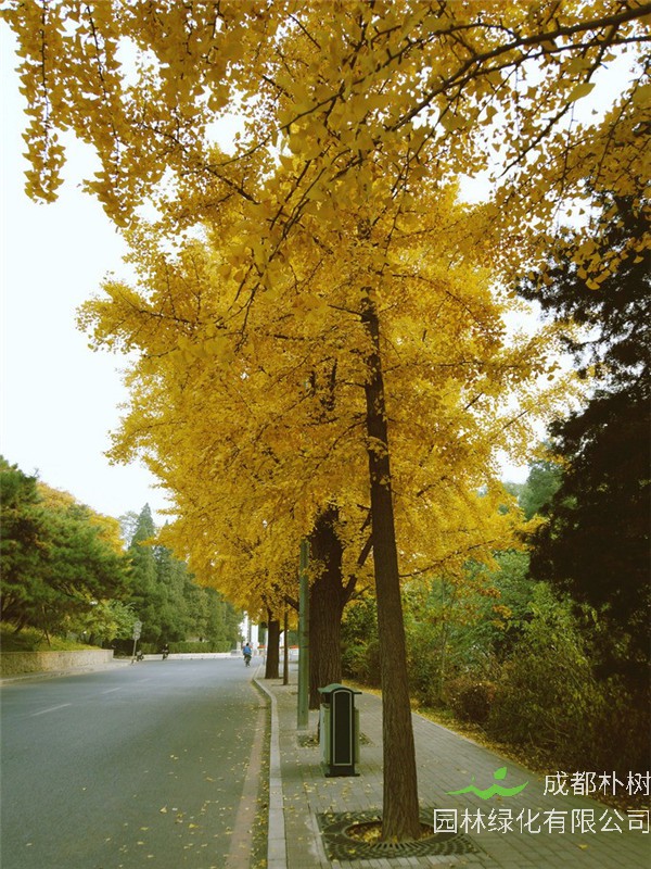 银杏果为什么不能多吃？银杏树为什么珍贵？