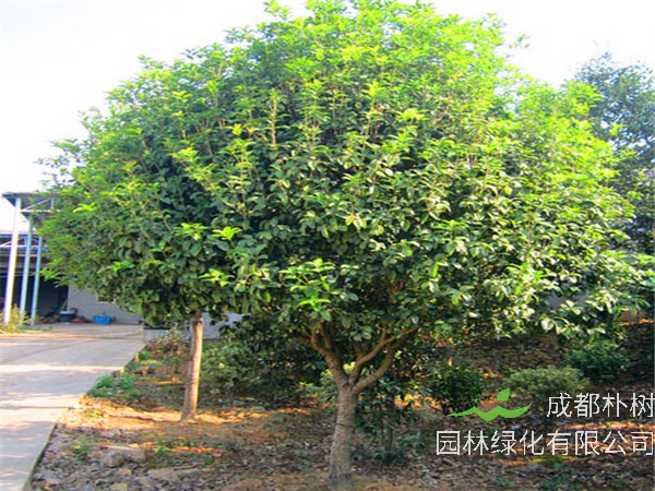四季桂花里有什么品种？四季桂花都有什么颜色？