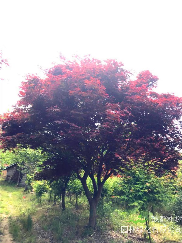 红枫如何种植？红枫如何繁殖？