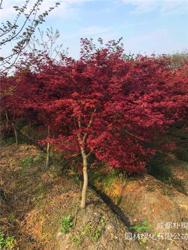 红枫什么品种最好？红枫是什么季节开的？