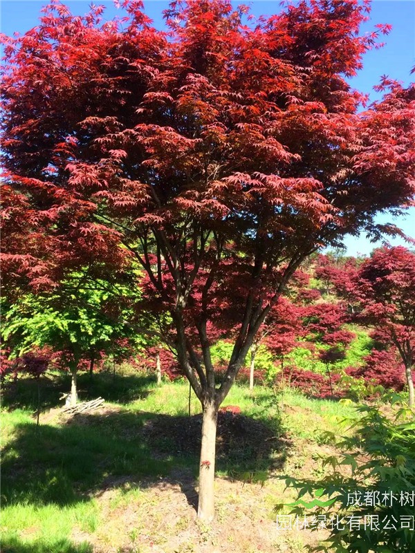 红枫的品种有哪些？红枫病虫害有哪些？