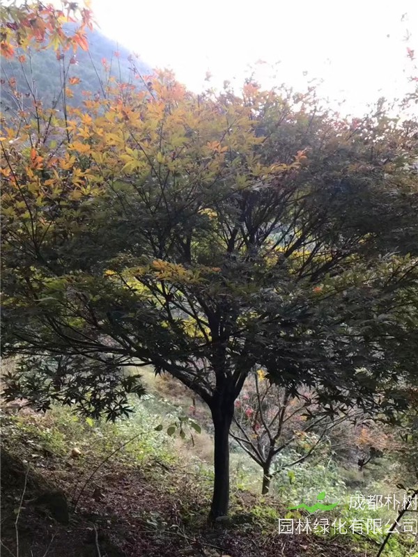 红枫的养殖方法和注意事项是怎么样的？