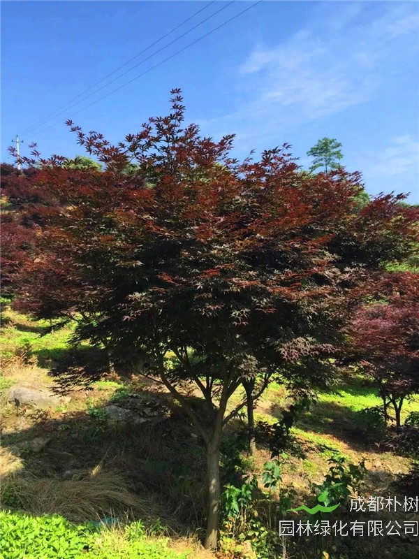 如何盆栽红枫？盆栽红枫注意事项有哪些？