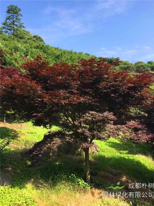 如何区别红枫、日本红枫、美国红枫？