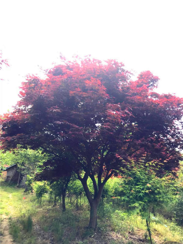 红枫如何种植？红枫如何繁殖？