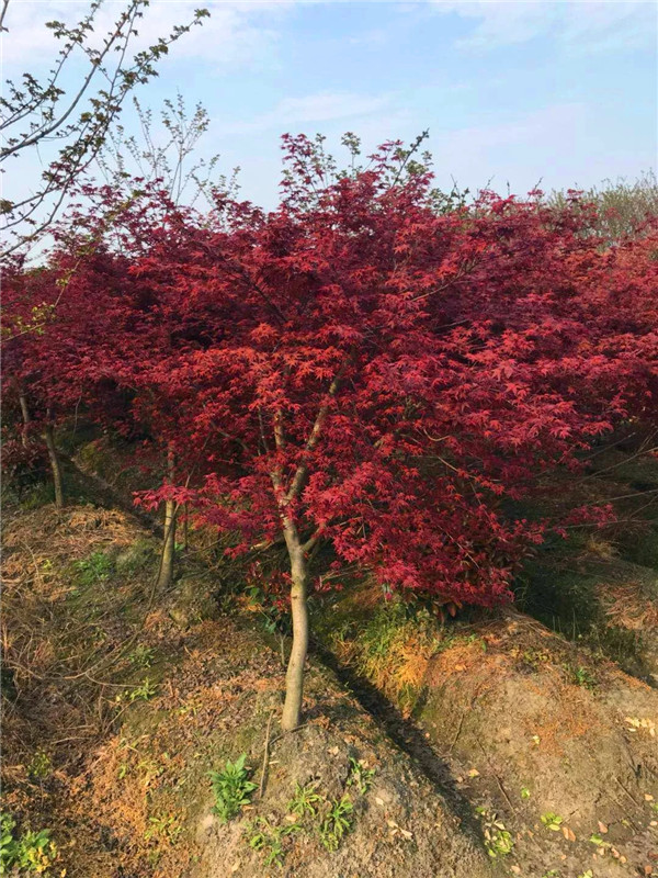 红枫什么品种最好？红枫是什么季节开的？