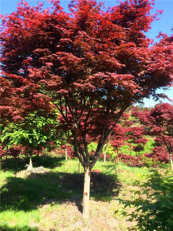 红枫的品种有哪些？红枫病虫害有哪些？