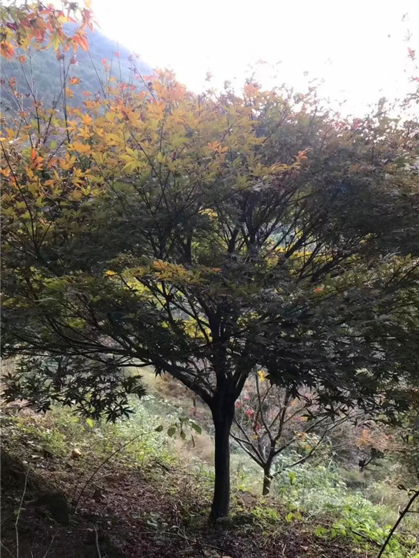 红枫的养殖方法和注意事项是怎么样的？