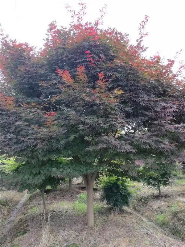 红枫怎么样？养殖方法是什么？