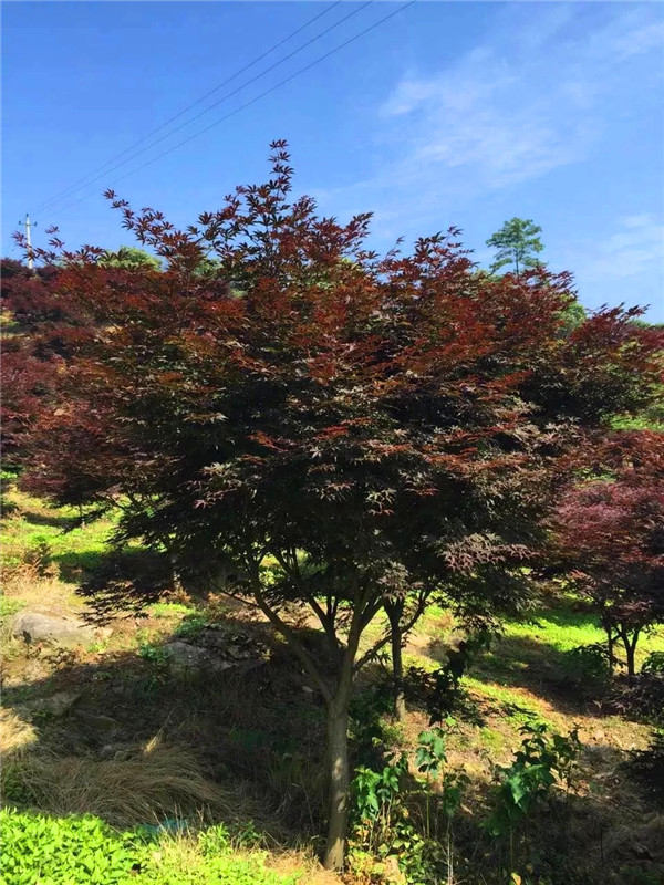 如何盆栽红枫？盆栽红枫注意事项有哪些？