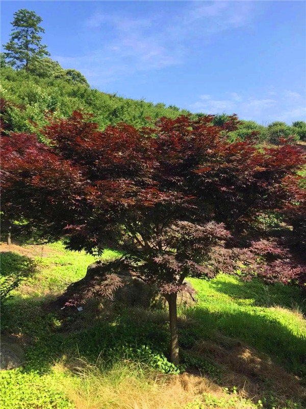 如何区别红枫、日本红枫、美国红枫？