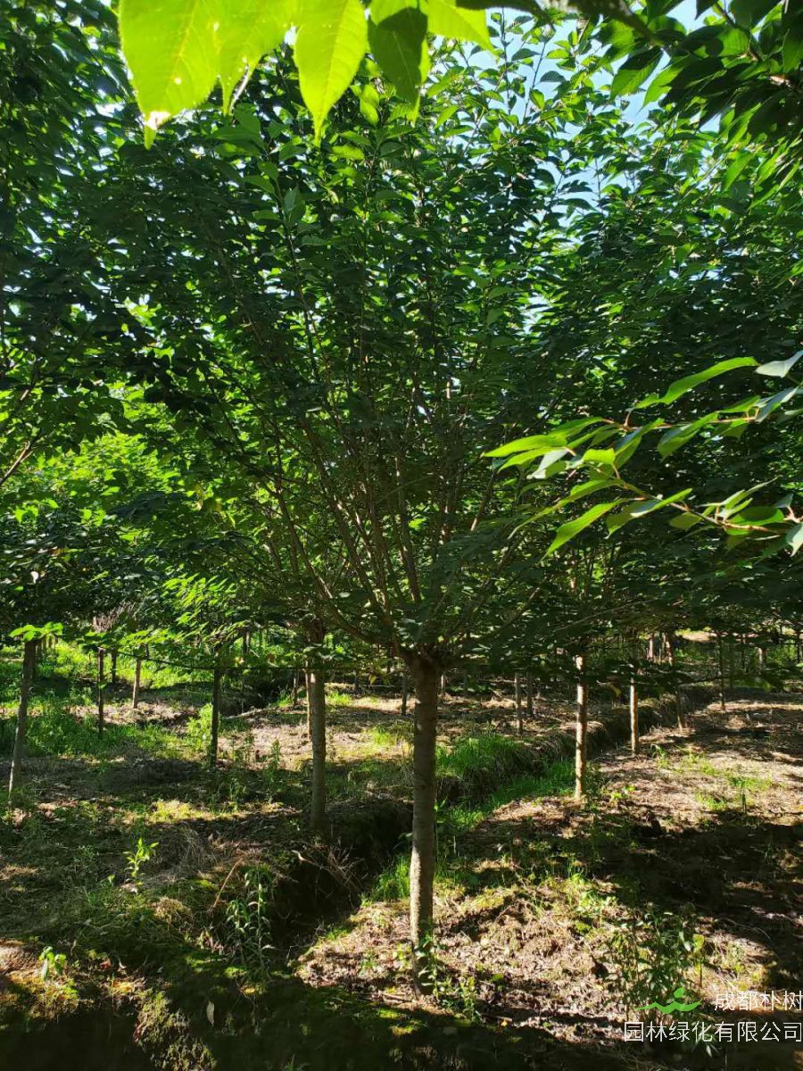 2020年樱花树多少钱一颗？