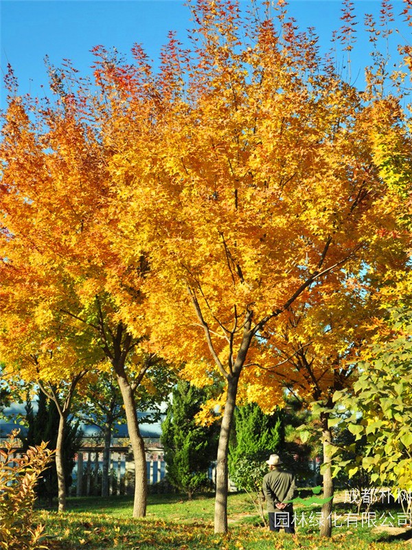 枫树多久发芽？枫树的用途有哪些？