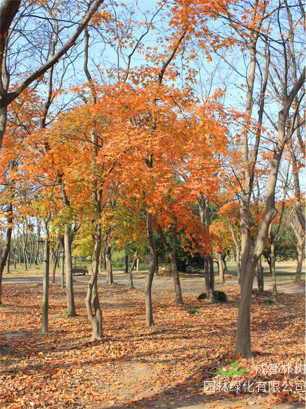 枫树的叶子为什么会红？什么是枫树？