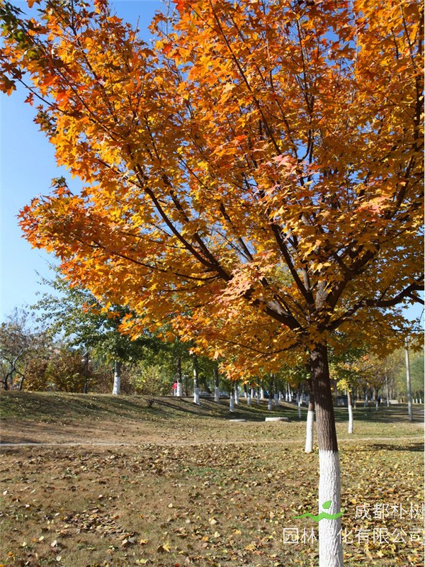 枫树如何养殖？枫树如何修剪？