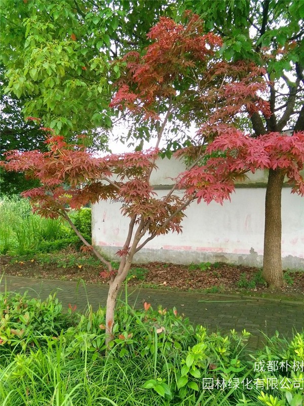 枫树生长在什么地方？枫树有什么作用与功效？