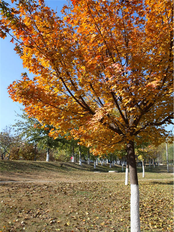 枫树如何养殖？枫树如何修剪？