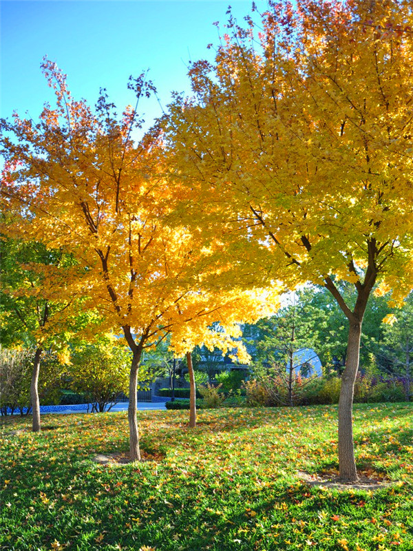 枫树如何嫁接？枫树有哪些品种？