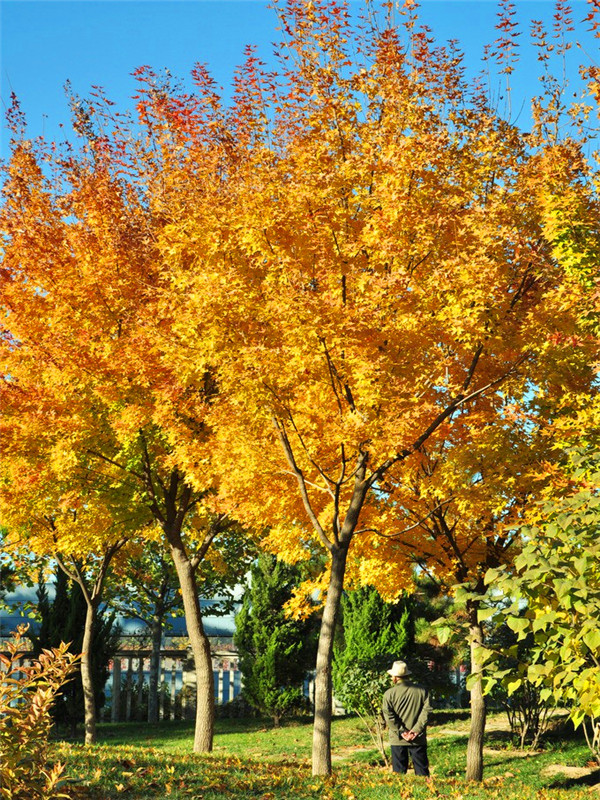 枫树多久发芽？枫树的用途有哪些？
