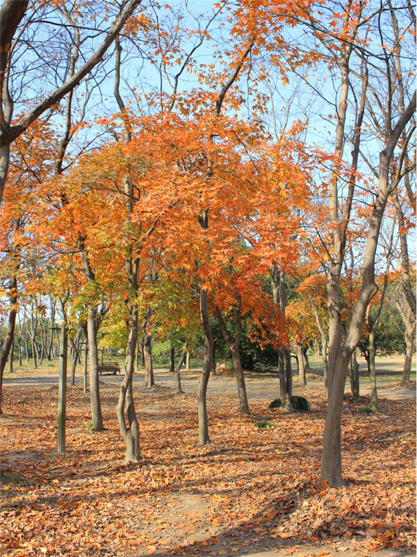 枫树的叶子为什么会红？什么是枫树？