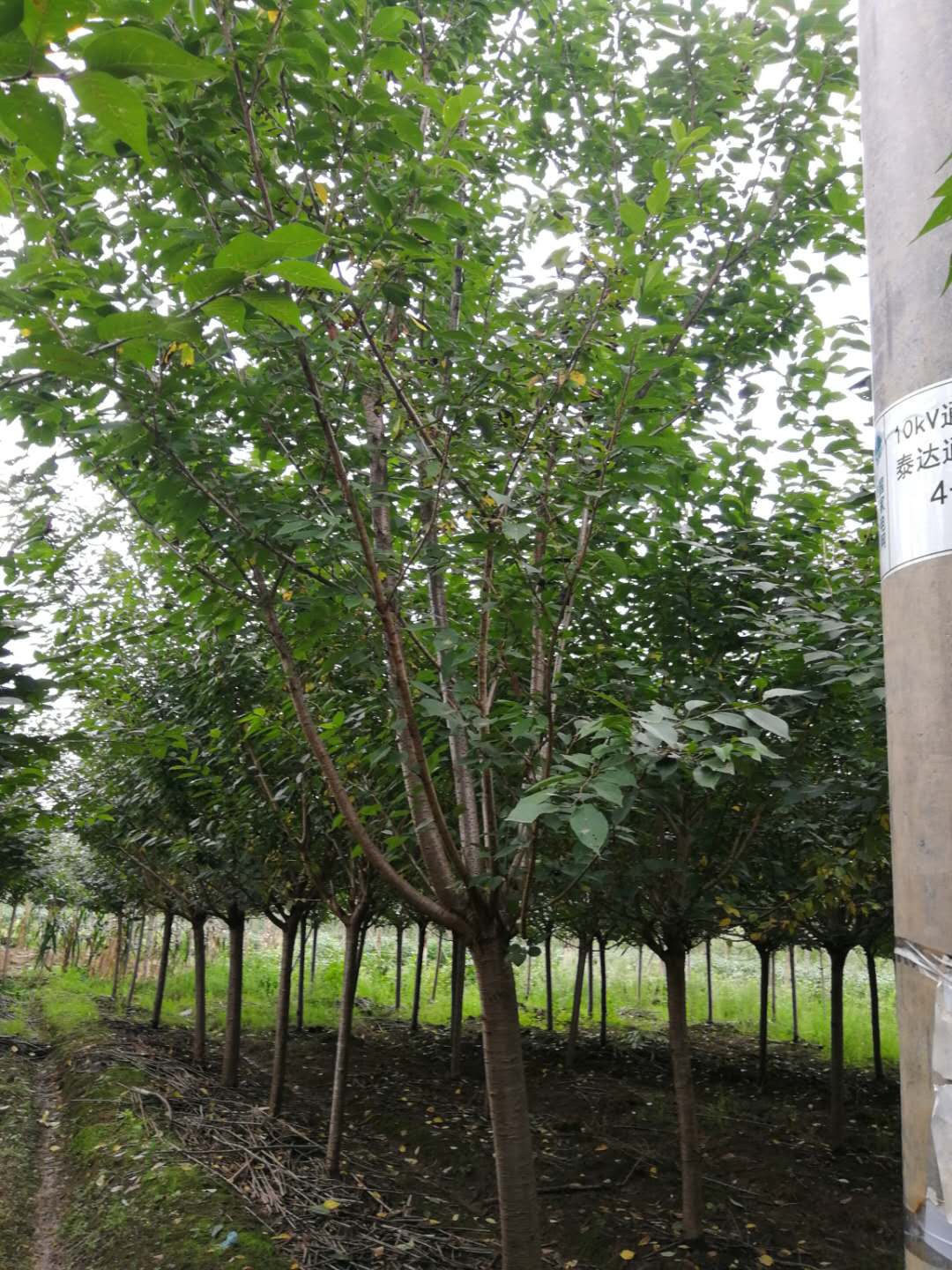 2020年樱花树多少钱一颗？