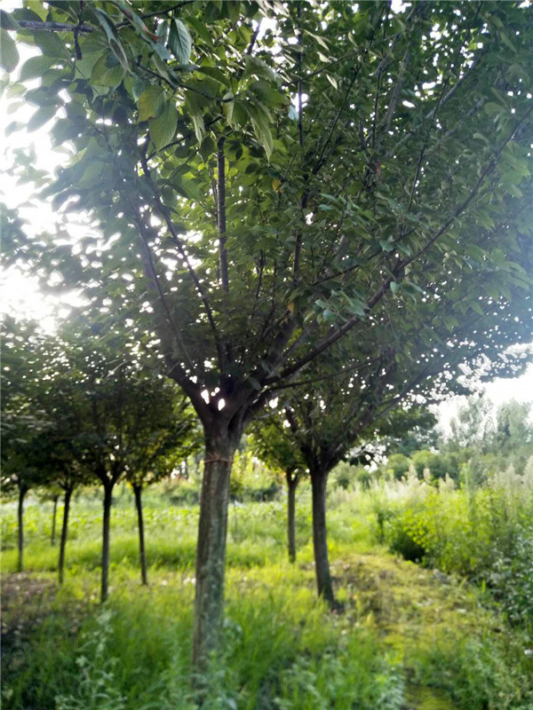 成都12-15公分樱花价格详情是怎么样的？