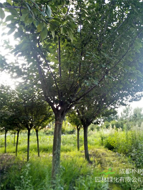 成都12-15公分樱花价格详情是怎么样的？