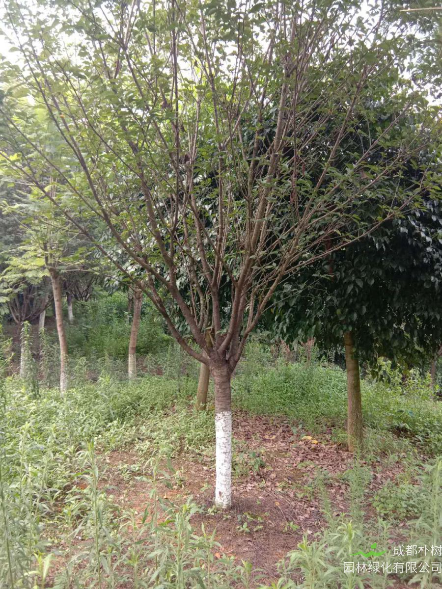 成都12-15公分樱花价格详情是怎么样的？