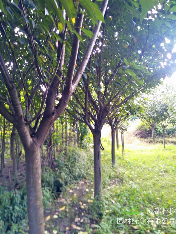 成都12-15公分樱花价格详情是怎么样的？