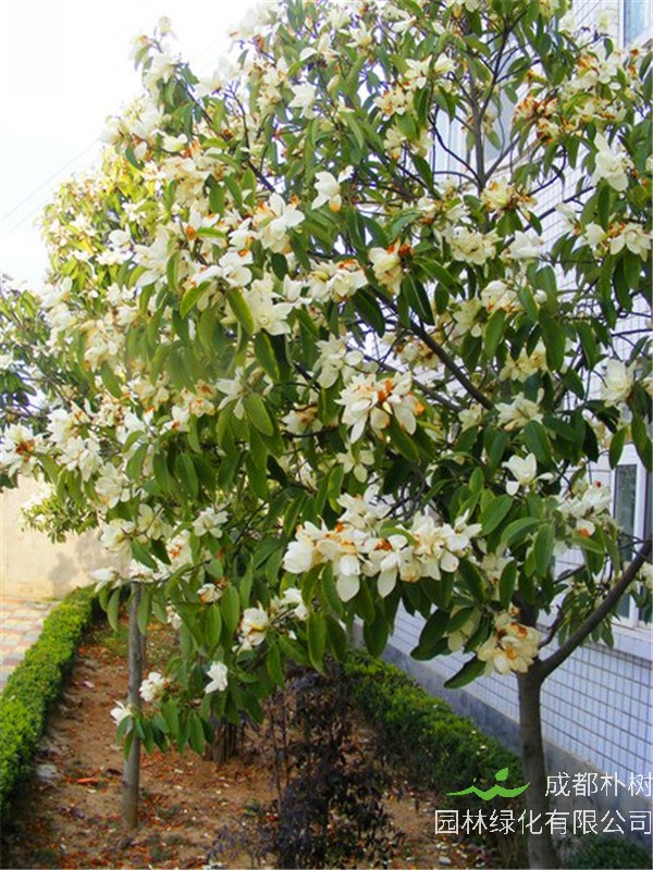 如何种植玉兰树？如何修剪玉兰树？