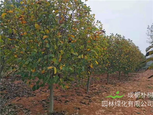 木兰树芽有什么作用？