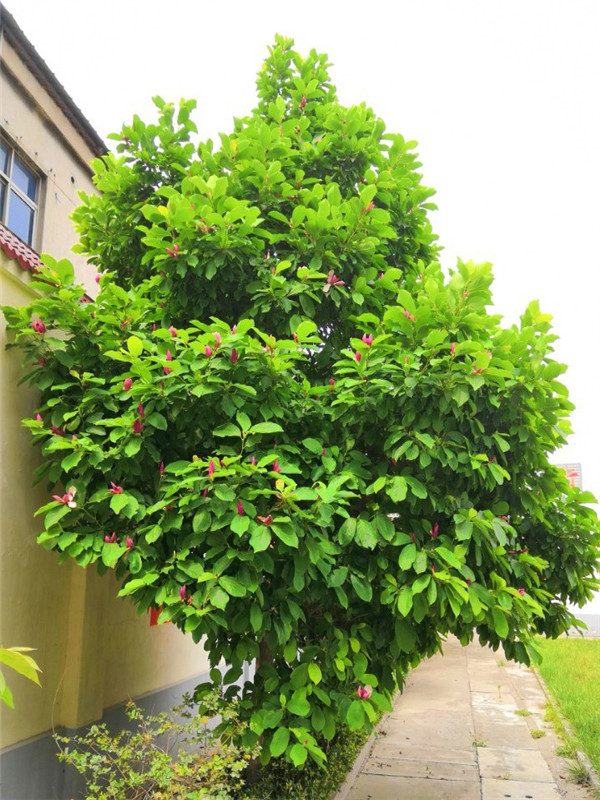 木兰树是什么？