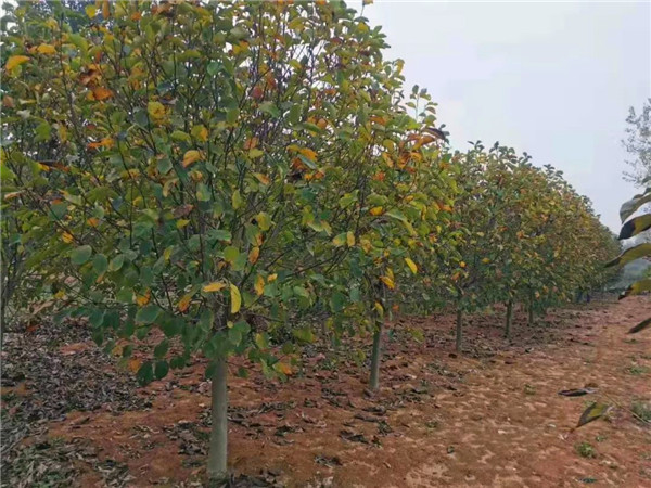 木兰树芽有什么作用？