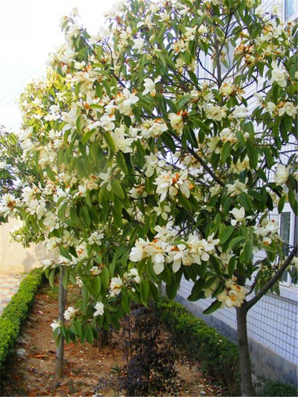 如何种植玉兰树？如何修剪玉兰树？